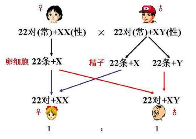 第三代试管婴儿