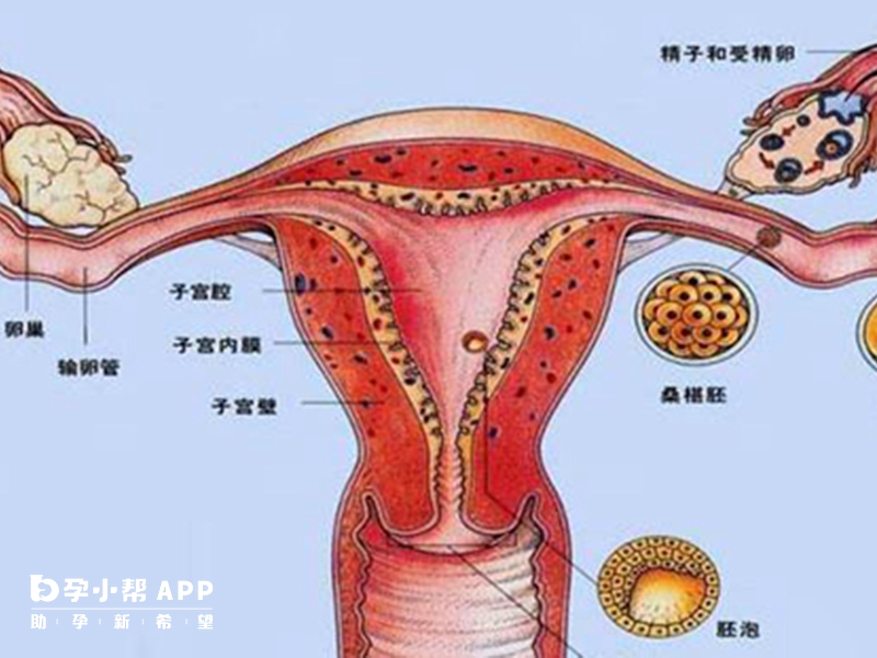 子宫畸形的影响