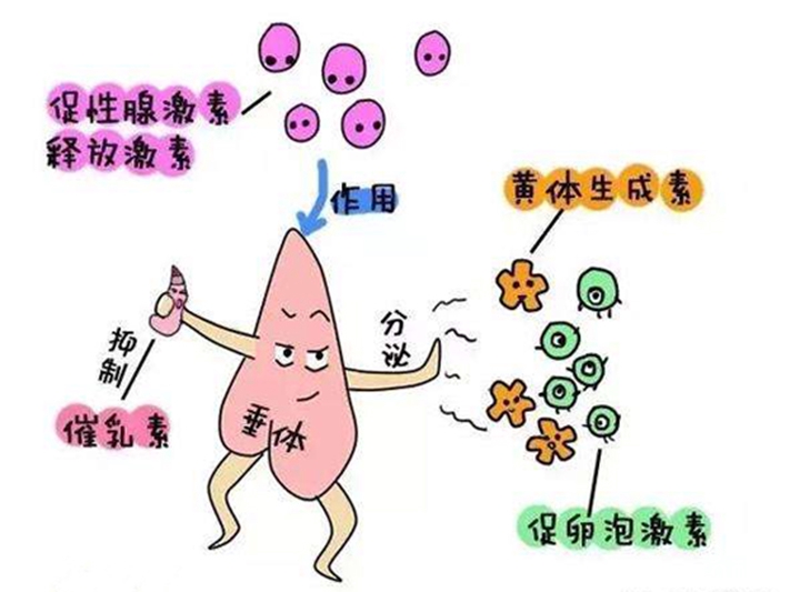 促卵泡生成激素的作用