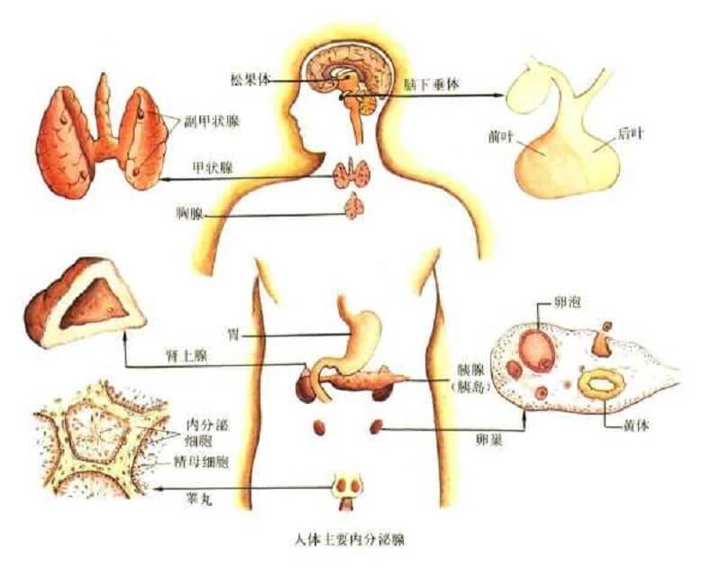 催乳激素高的症状说明