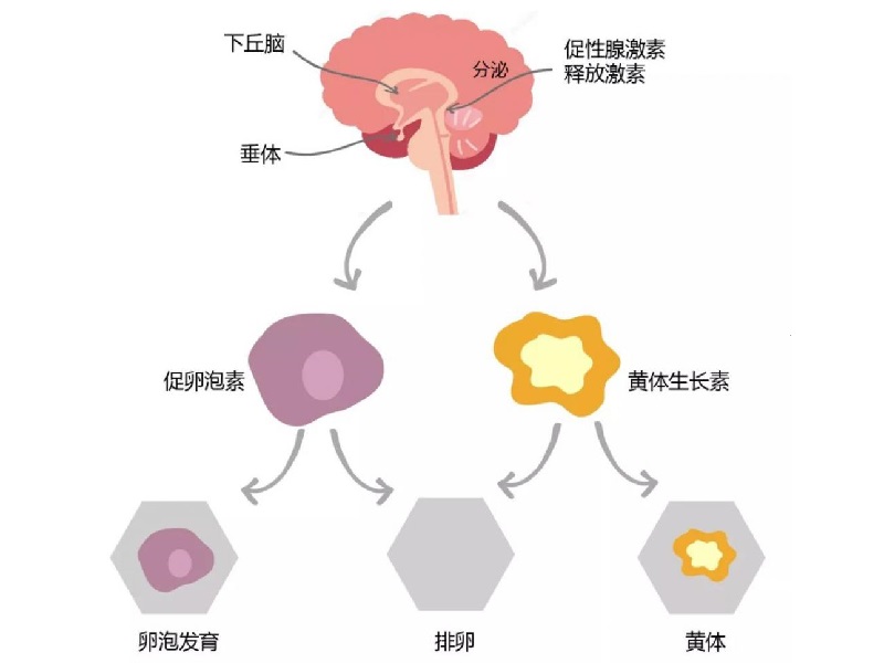 多囊是睾酮高的症状之一