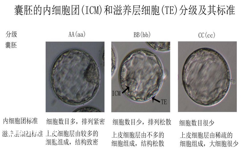 囊胚质量评级表