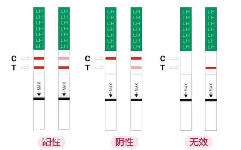 排卵试纸使用的最佳时间