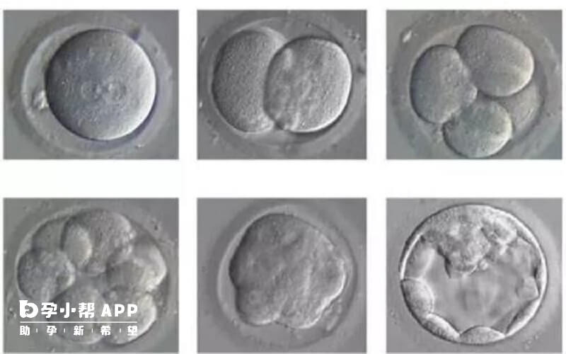 胚胎实验室技术决定囊胚培养成功率