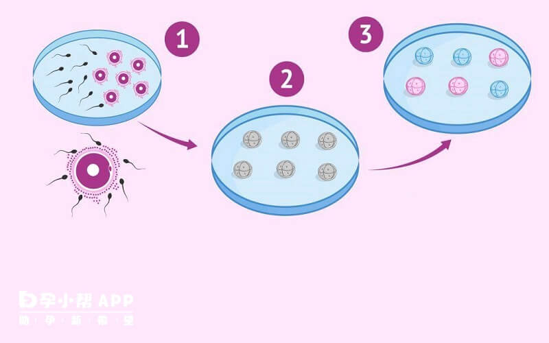 胚胎等级和试管成功率的关系
