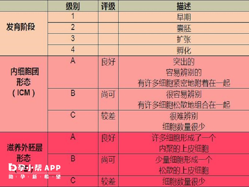 囊胚等级划分