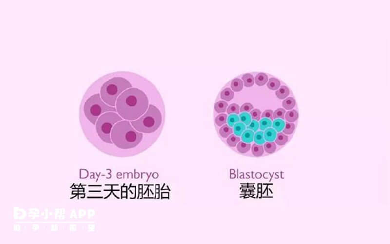 移植鲜胚囊胚的适应人群