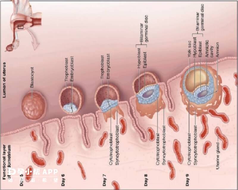 囊胚移植后1-14天变化图