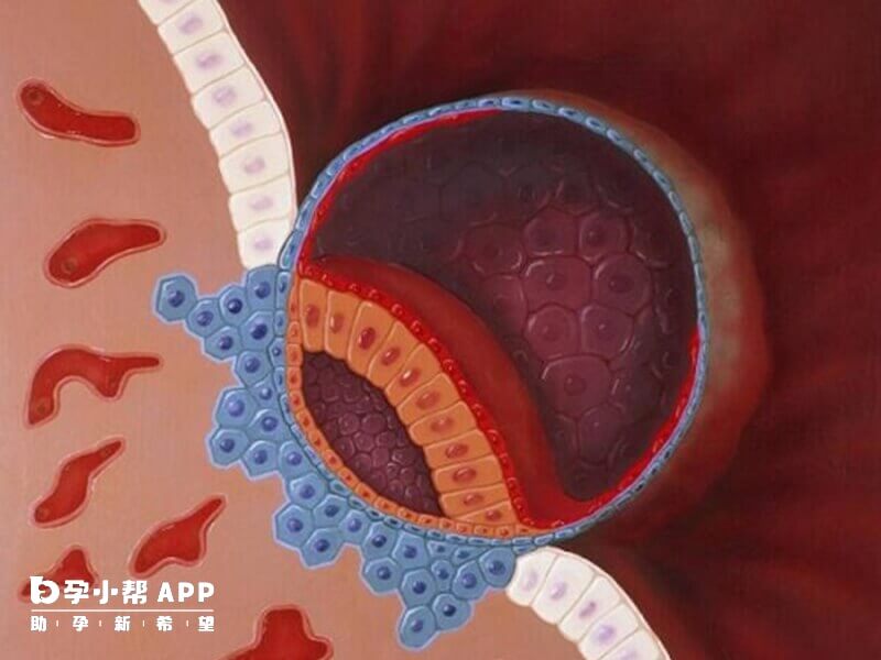 囊胚移植的成功率比胚胎高