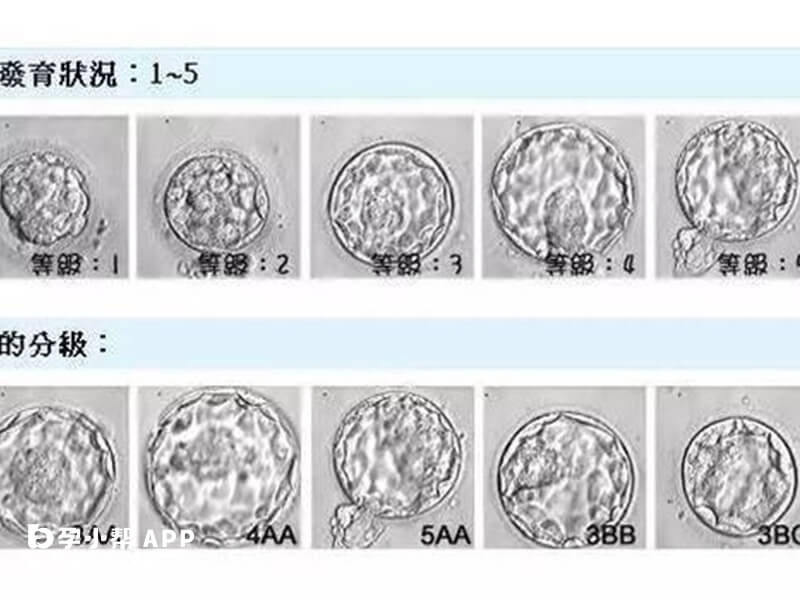 囊胚更有利于着床