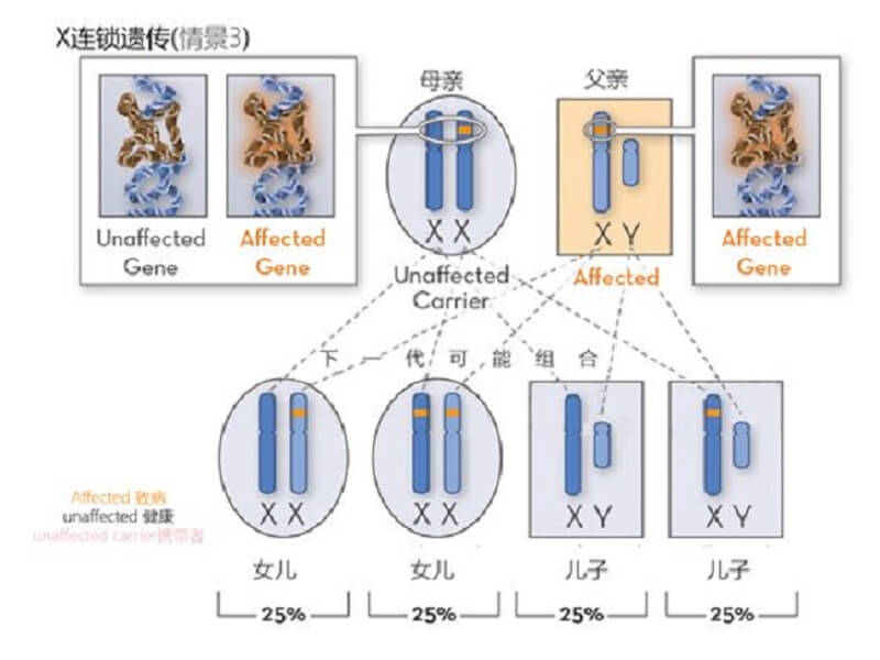 蚕豆病遗传表