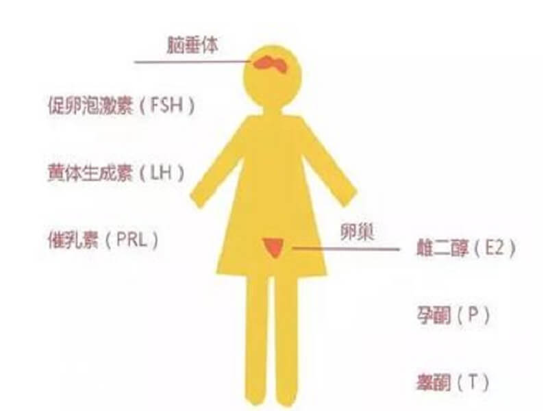 胎停育患者再次怀孕需要检查性激素六项