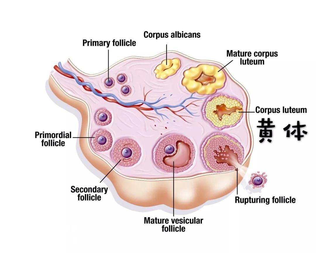 促黄体生产素高科学饮食很重要