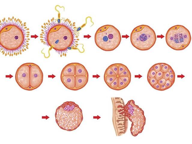 卵裂球细胞发育过程