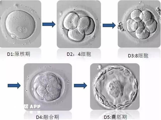 胚胎发育过程