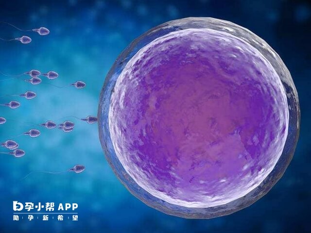 精子碎片会导致胚胎不健康
