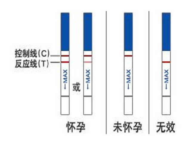 验孕试纸的结果