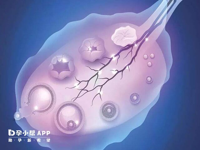 窦卵泡检查可评估卵巢功能