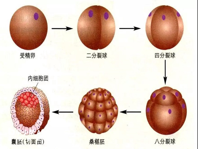 囊胚培养的过程