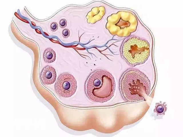 卵巢排卵图