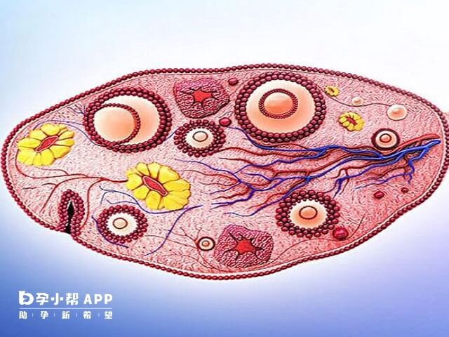 3个卵泡也可以进行试管移植