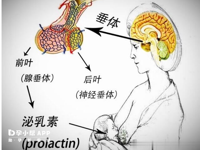 泌乳素异常受神经刺激影响