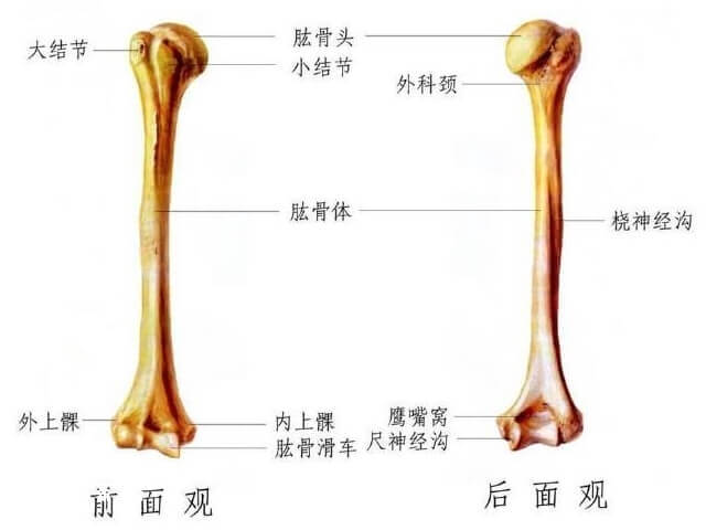 肱骨可以观察孩子发育