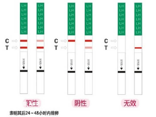 用排卵试纸可以监测排卵