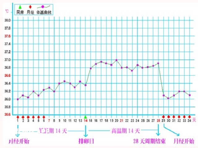 基础体温可以监测排卵