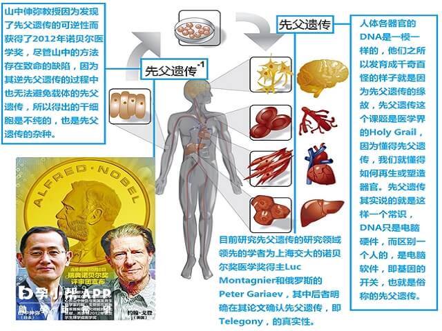 先父遗传的研究图示