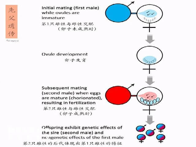 先父遗传是伪科学的