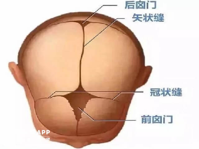 宝宝囟门的具体位置