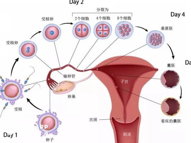 细胞养囊影响因素