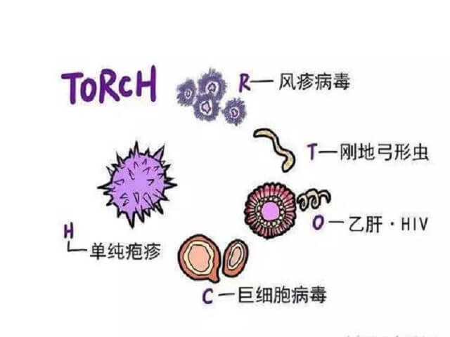 TORCH病毒可能会导致宝宝流产或者畸形等