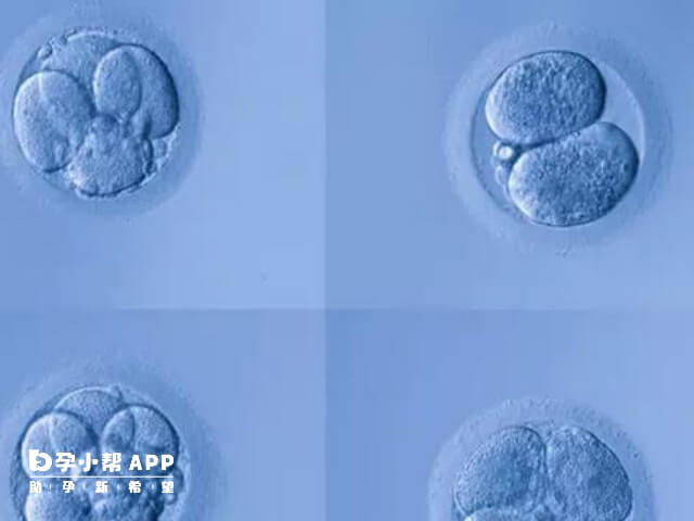 优质囊胚移植着床晚是因为胚胎发育慢