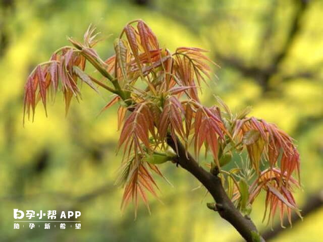 取卵后第4天是可以适量吃香椿芽的