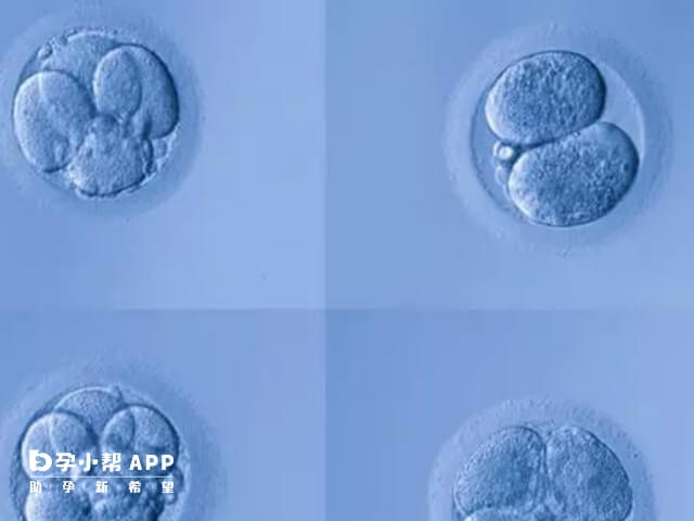 三级胚胎5细胞并不是最优质的