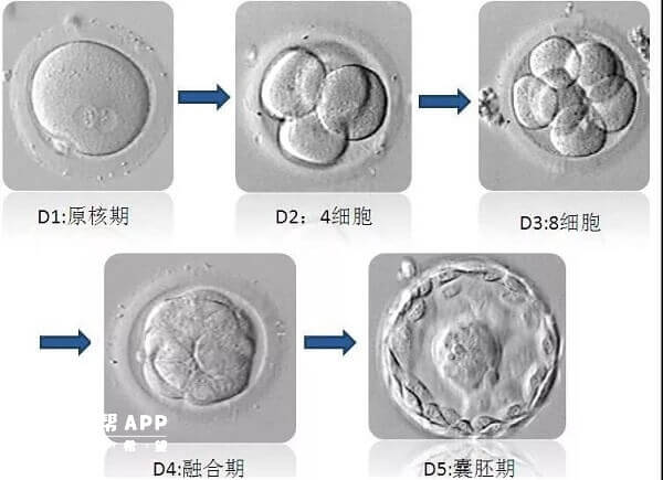 胚胎发育过程