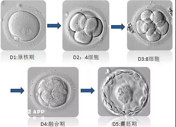 胚胎成长阶段