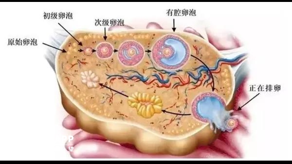 卵泡的分类布局