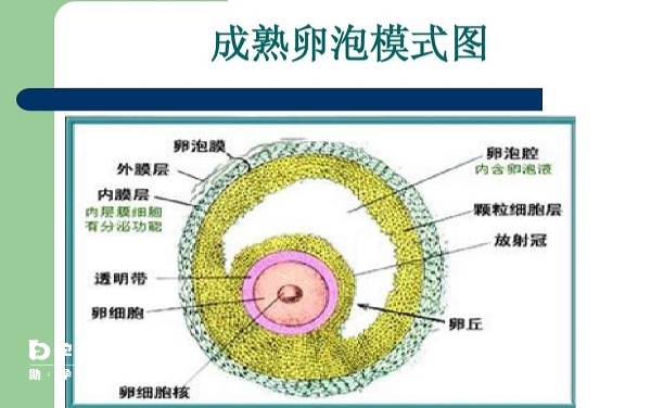 成熟卵泡构造图