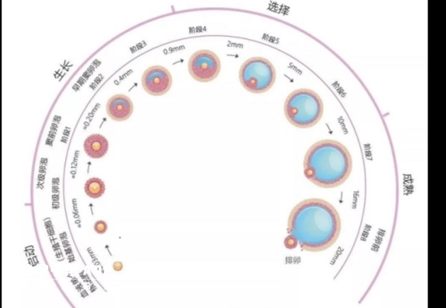 卵泡发育阶段示意图