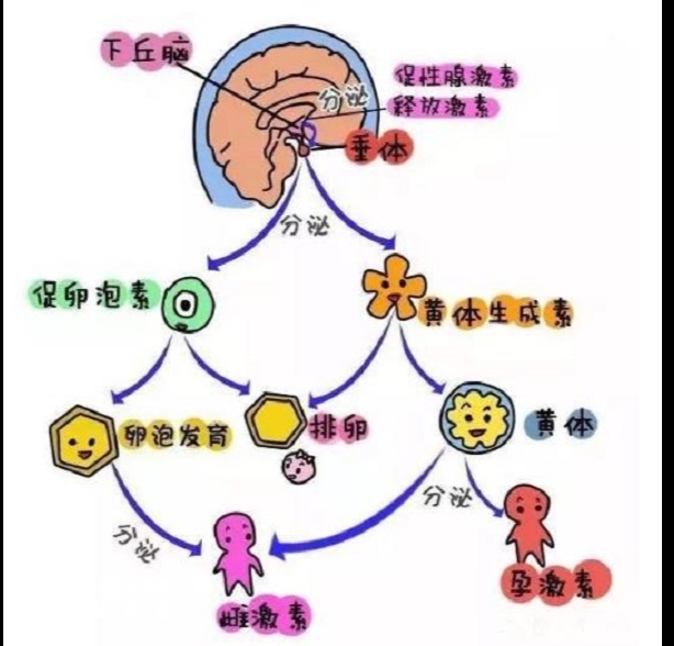 卵泡分泌什么