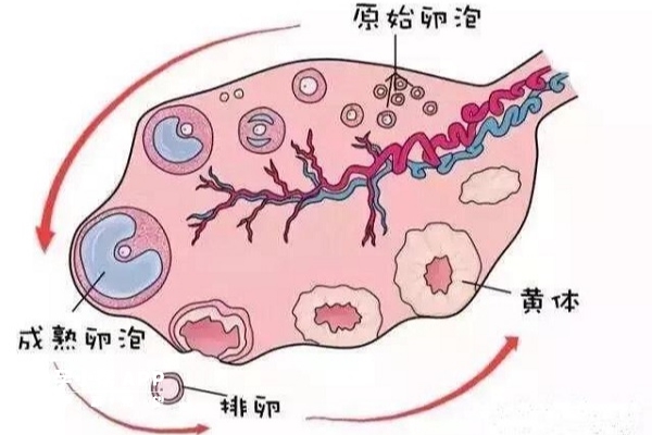 卵泡发育阶段