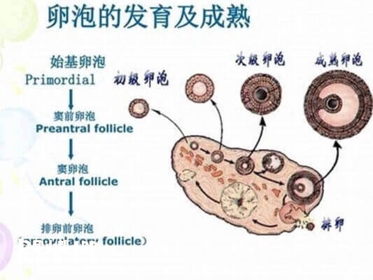 卵泡的发育成熟过程