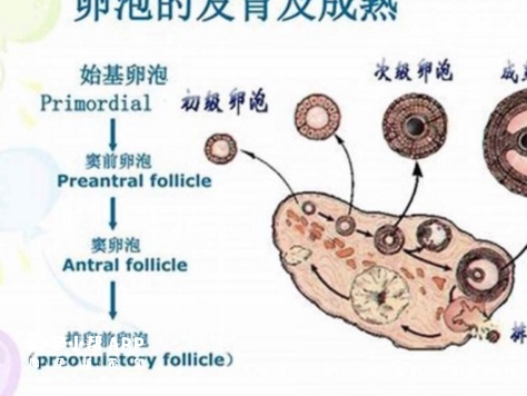 卵泡的发育成熟过程