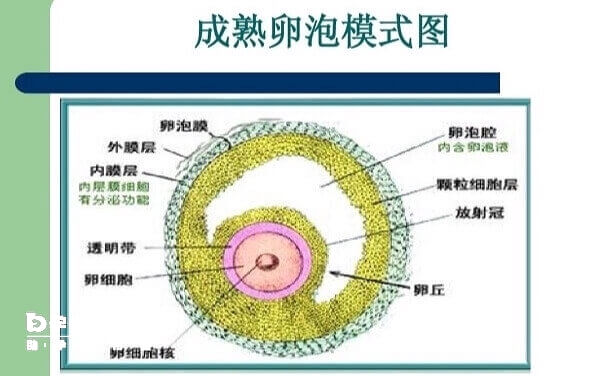 成熟卵泡结构图