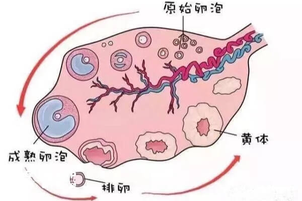 卵泡分布图