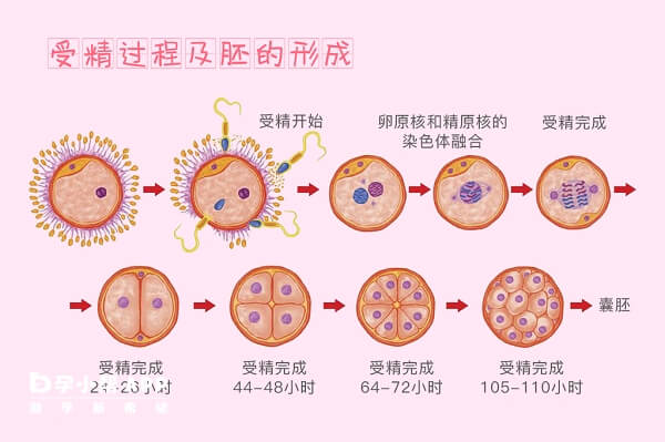 胚胎形成过程