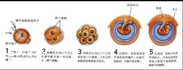 养囊周期